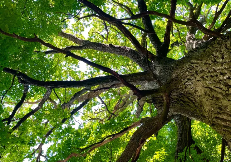 OAKTREE STRATEGIC CREDIT FUND (AUD)