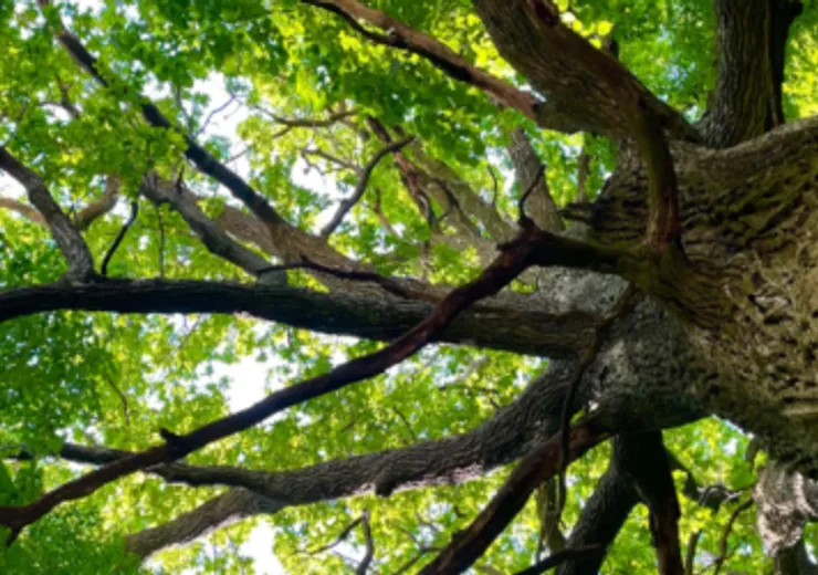 OAKTREE STRATEGIC CREDIT FUND (AUD)